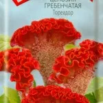 Celosia гребен расте от семена - подробни инструкции!
