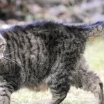Camaya-старата котка в света - рейтингът на дълги дробчета в среда на котката