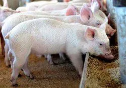 Какво да се хранят прасета месечно, ако няма мляко (прасенце) Какво да се хранят прасета месечно, ако няма мляко