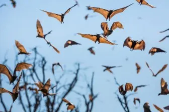Какво друго не знаем за прилепите