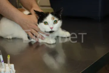 Често уриниране при котки - предизвиква често уриниране при котките