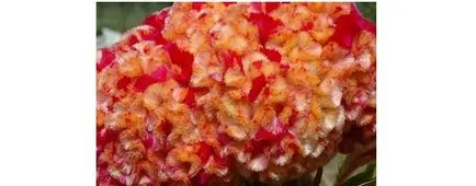 Celosia расте от семена, технологии, снимка, изберете целева
