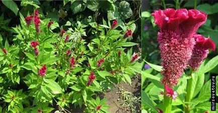 Celosia гребен, култивиране и поддръжка