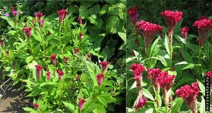 Celosia гребен, култивиране и поддръжка