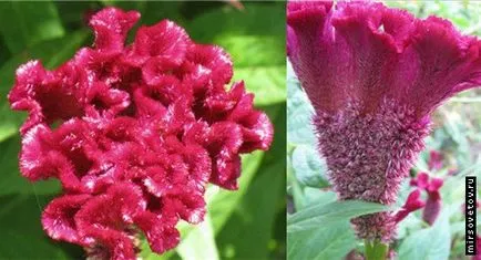 Celosia гребен, култивиране и поддръжка