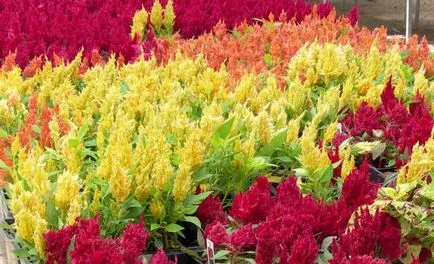 Celosia гребен отглеждане, грижи и използване на