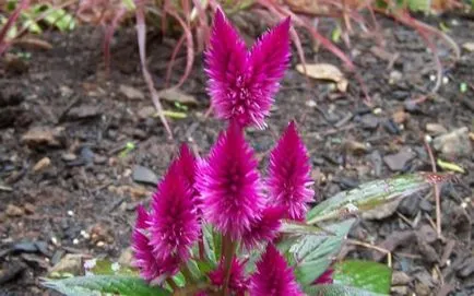 Celosia гребен отглеждане, грижи и използване на