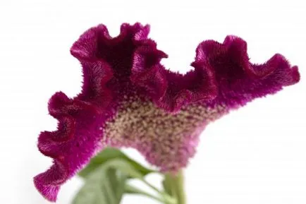 Гребен celosia (глупав) расте в дома, снимки