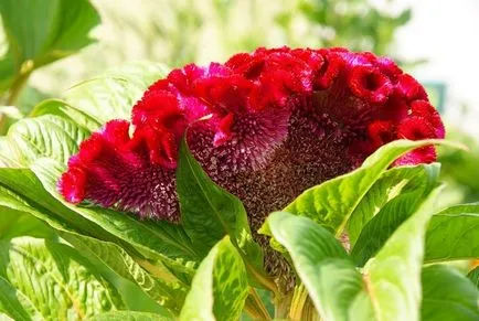 Celosia гребен расте от семена - подробни инструкции!