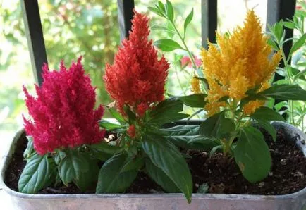 Celosia гребен отглеждане, грижи и използване на