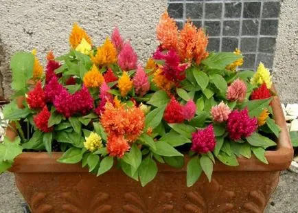 Celosia гребен отглеждане, грижи и използване на