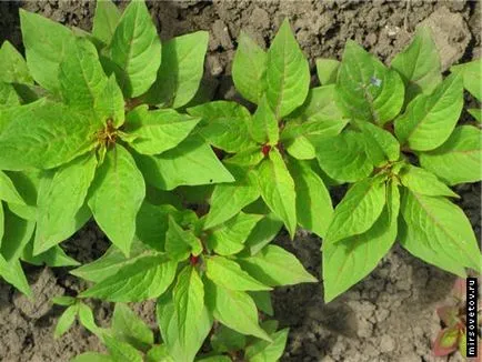 Celosia гребен, култивиране и поддръжка