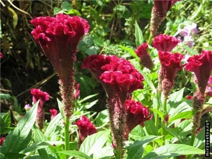 Celosia гребен, култивиране и поддръжка