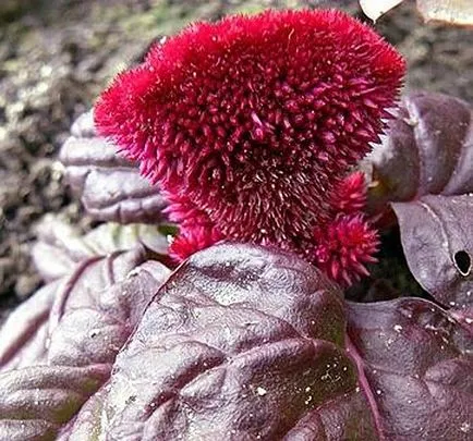 Celosia гребен расте от семена - подробни инструкции!