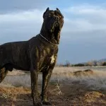Тръстика Corso описание порода, характер, образование и грижи
