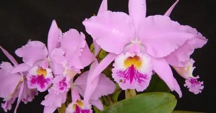 Cattleya - домашни грижи, трансплантация, поливане