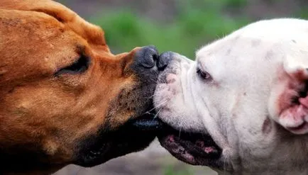 кучета Кастрация конкретна процедура грижи след операция