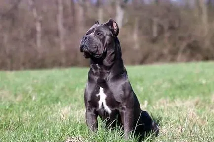 Тръстика Corso описание порода, Cane Corso куче със снимки и видео (Тъй като тази порода) Тръстика Corso описание порода, Cane Corso куче със снимки и видео