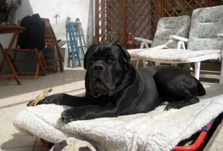 Тръстика Corso описание порода, Cane Corso куче със снимки и видео (Тъй като тази порода) Тръстика Corso описание порода, Cane Corso куче със снимки и видео