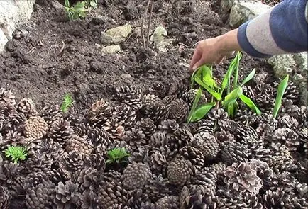 Кан грижи, отглеждане, съхранение - съвети за начинаещи цветари