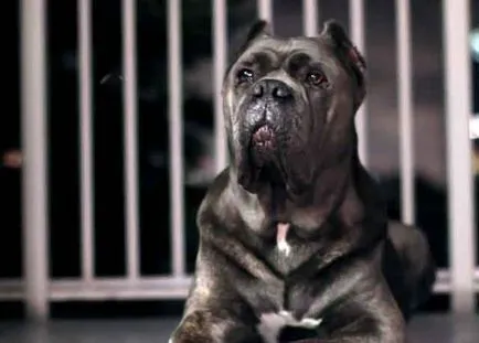 Тръстика Corso описание порода, Cane Corso куче със снимки и видео (Corso) Тръстика Corso описание порода, Cane Corso куче със снимки и видео