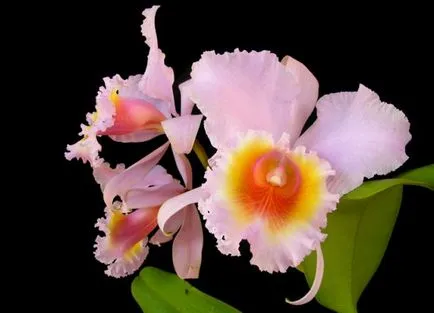 Cattleya - домашни грижи, трансплантация, поливане