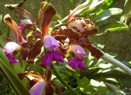 Cattleya - домашни грижи, трансплантация, поливане