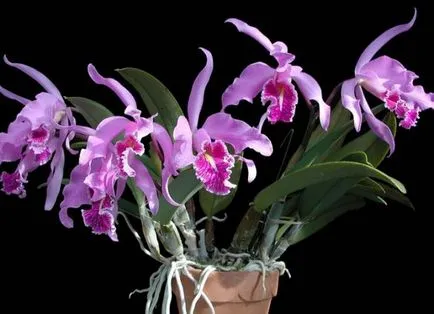 Cattleya - домашни грижи, трансплантация, поливане
