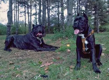 Тръстика Corso описание порода, Cane Corso куче със снимки и видео (Corso) Тръстика Corso описание порода, Cane Corso куче със снимки и видео