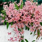 Clematis от семена, засаждане и грижи
