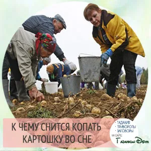Защо мечтата на един картоф в съня означава, че растението, премахват или кори от картофи