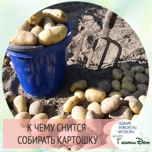 Защо мечтата на един картоф в съня означава, че растението, премахват или кори от картофи