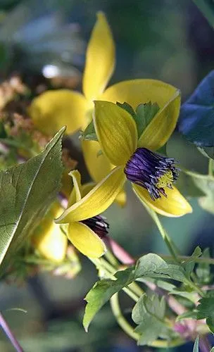 Clematis от семена, засаждане и грижи