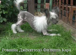Китайски гребенест куче