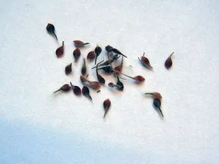 Clematis от семена, засаждане и грижи