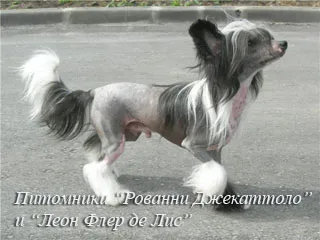Китайски гребенест куче