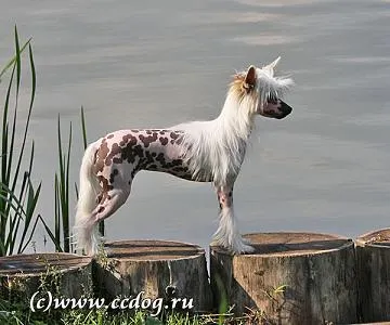 Китайски гребенест куче