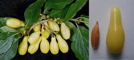 Зърнастец засаждане, култивиране и поддръжка
