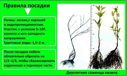 Дрян засаждане, отглеждане, грижа, снимка, изберете целева (засаждане) Дрян засаждане, отглеждане, грижа, снимка, изберете целева