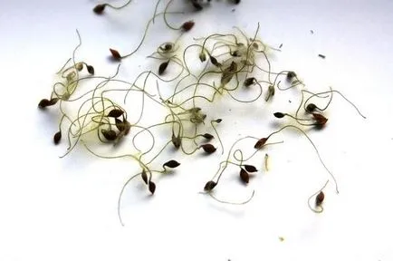 Clematis процес култивиране семена и специфични нюанси