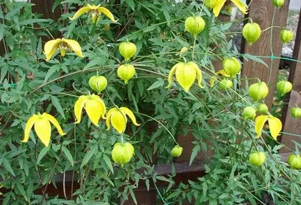 Clematis от засаждане на семена и грижи в областта или у дома