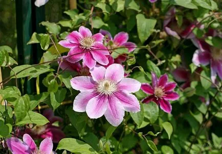 Clematis от семена, засаждане и грижи