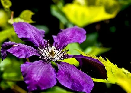 Clematis от семена, засаждане и грижи