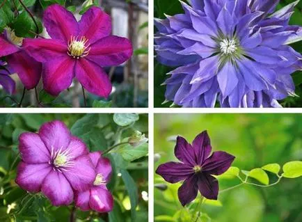 Clematis от засаждане на семена и грижи в областта или у дома
