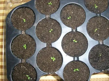 Clematis процес култивиране семена и специфични нюанси