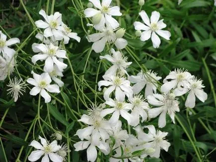 Clematis процес култивиране семена и специфични нюанси