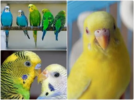 Клюн вълнисто папагалче