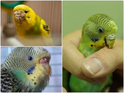 Клюн вълнисто папагалче