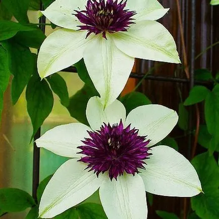 Clematis от семена, засаждане и грижи