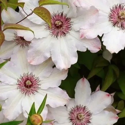 Clematis от семена, засаждане и грижи